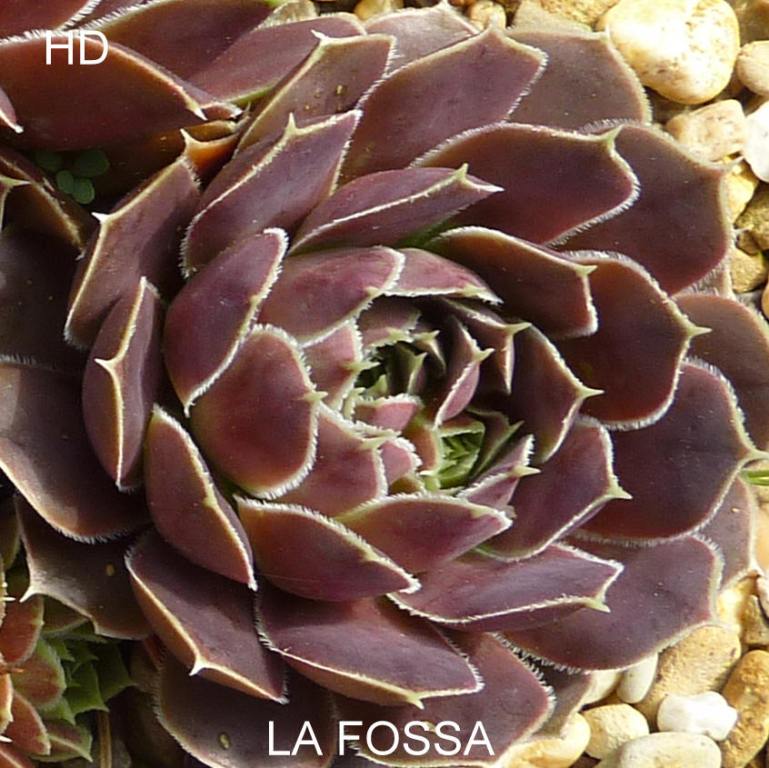 La Fossa / Jovi