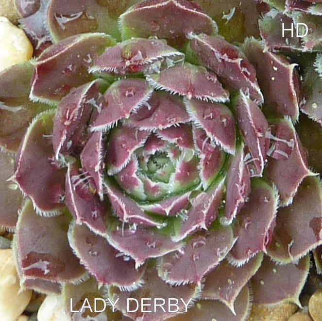 Lady Derby / Jovi