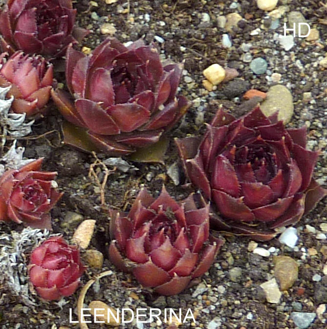 Leenderina
