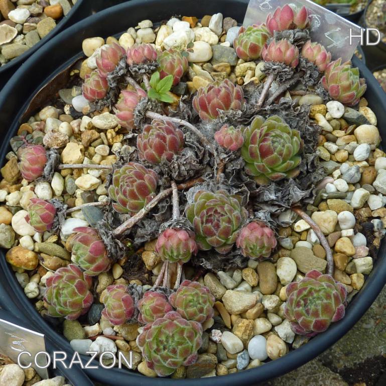 Corazon
