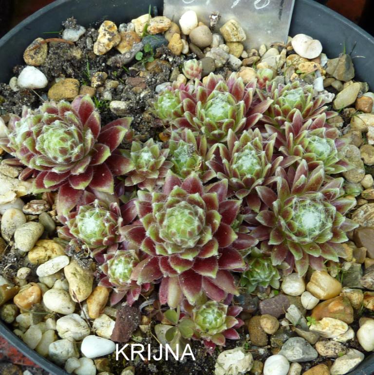 Krijna