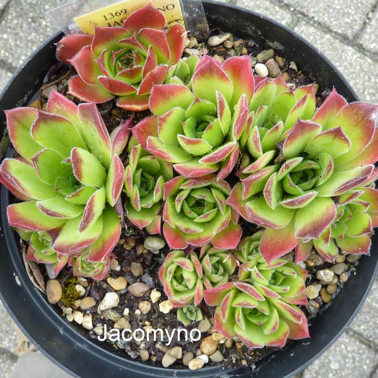 Jacomyno / Jovi
