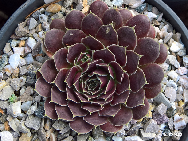 Korspelse Leosa / Jovi