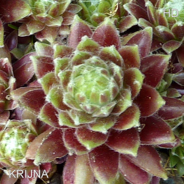 Krijna