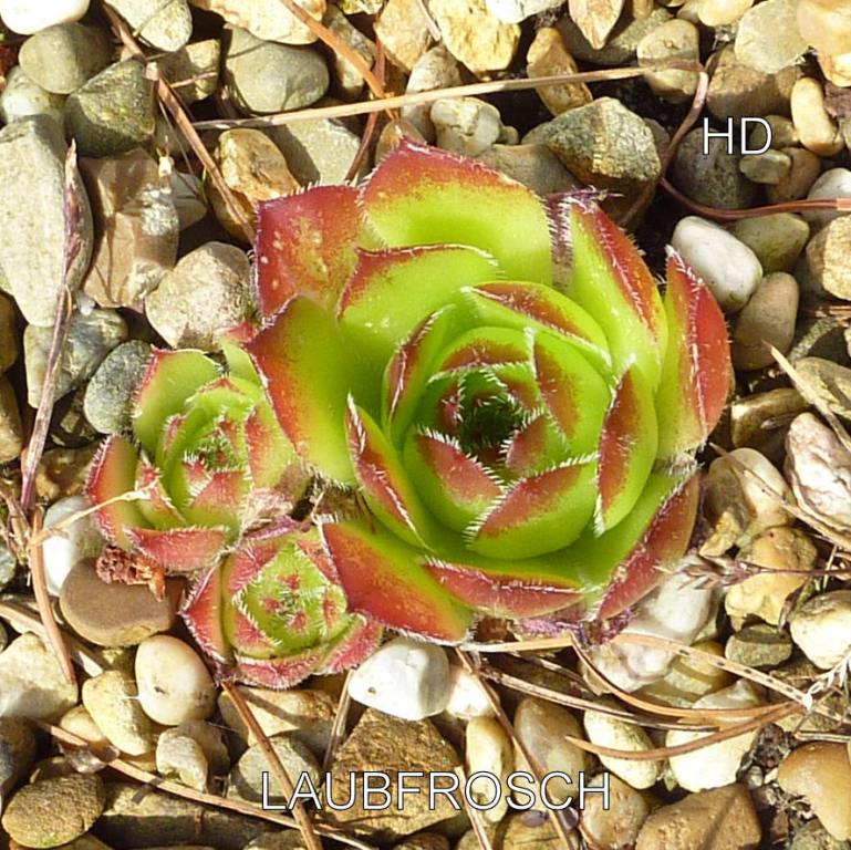Laubfrosch / Jovi