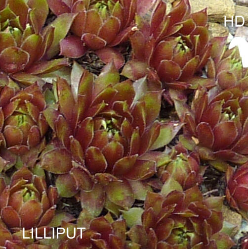Lilliput