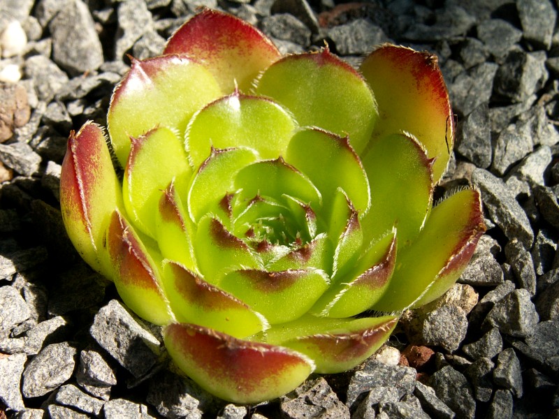 Laubfrosch / Jovi