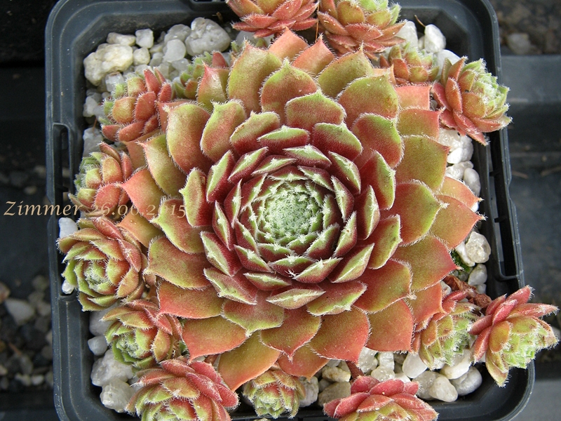 Lino