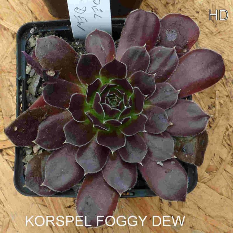 Korspel Foggy Dew / Jovi