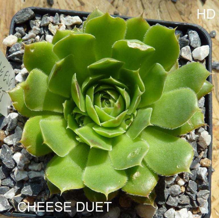 Cheese Duet / Jovi