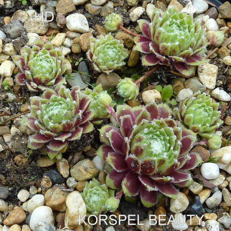 Korspel Beauty