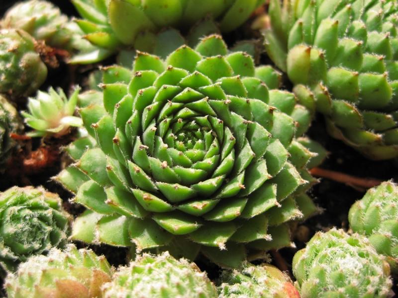 Korspel Beauty