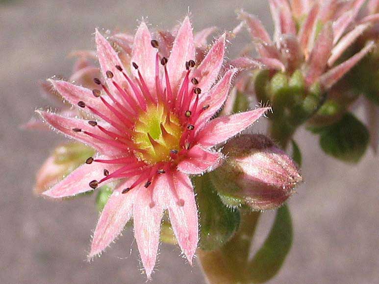 Korspel Beauty