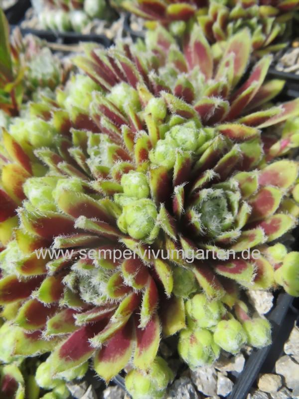 Korspel Beauty