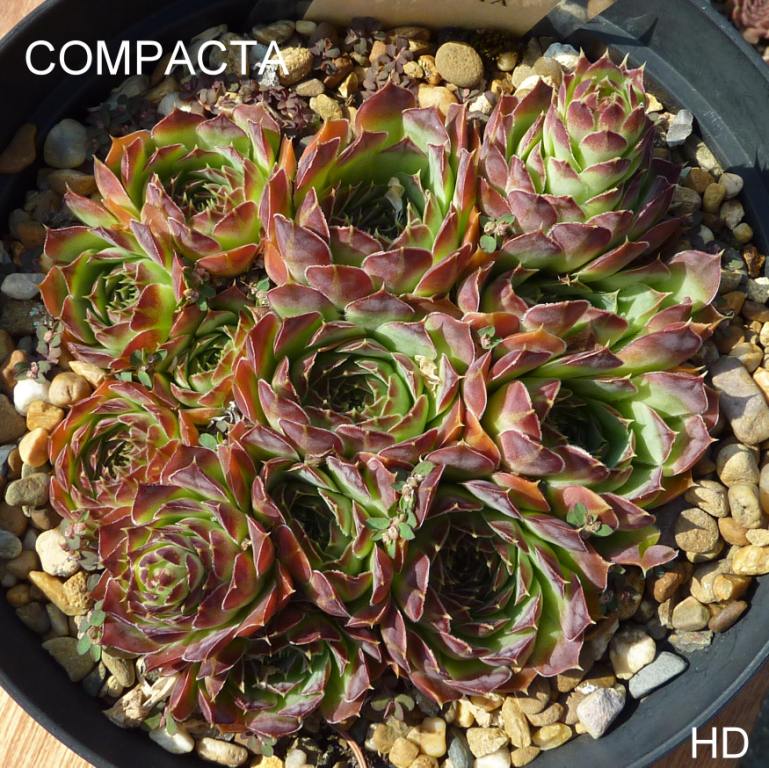 Compacta / Jovi