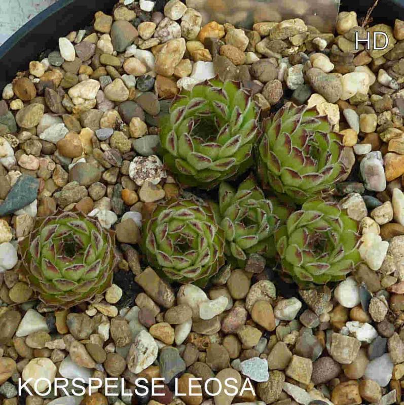 Korspelse Leosa
