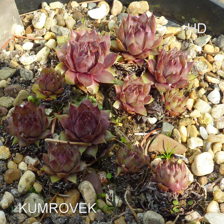 Kumrovec