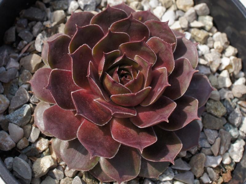 Kunegonde