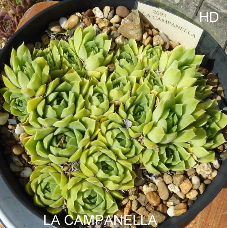 La Campanella / Jovi