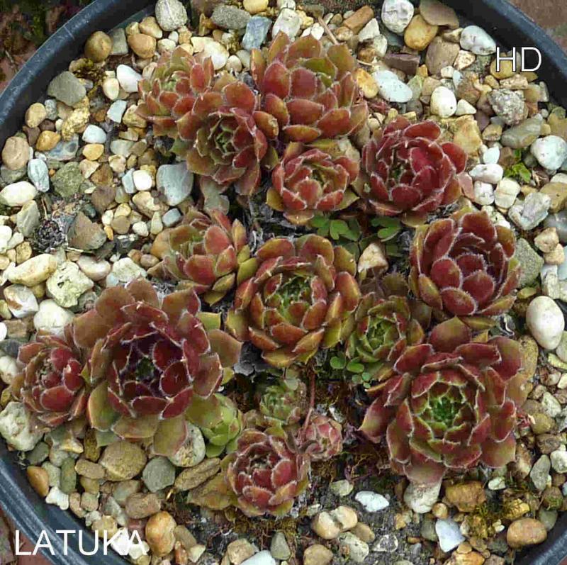 Latuka