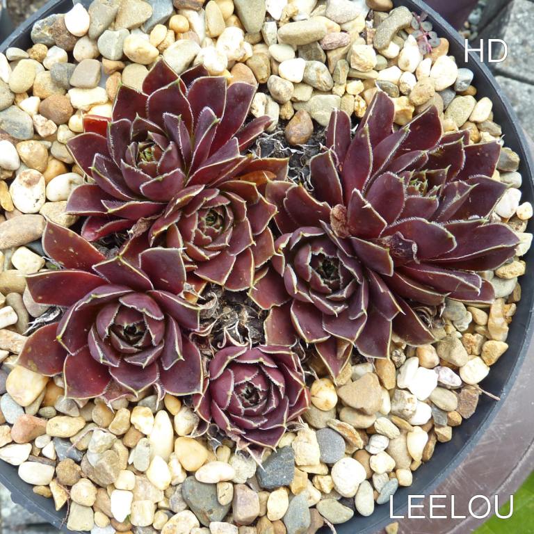 Leelou / Jovi