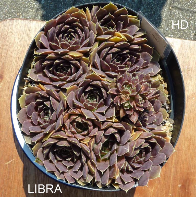 Libra / Jovi