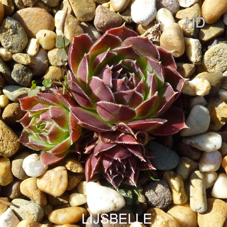 Lijsbelle / Jovi