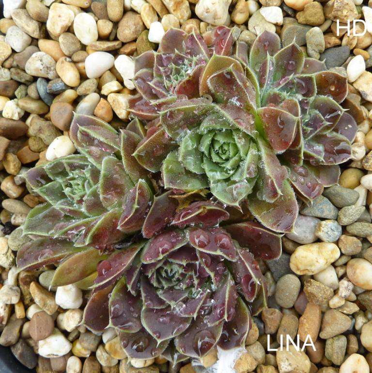 Lina / Jovi