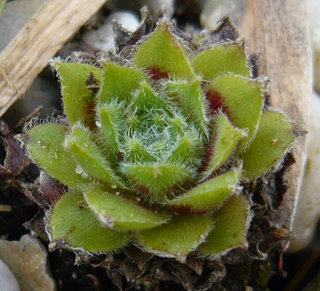 Korspel Beauty