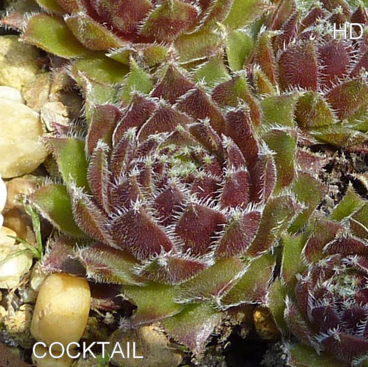 Cocktail