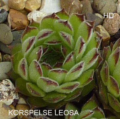 Korspelse Leosa