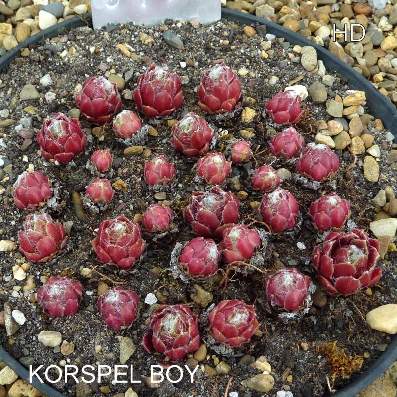 Korspel Boy