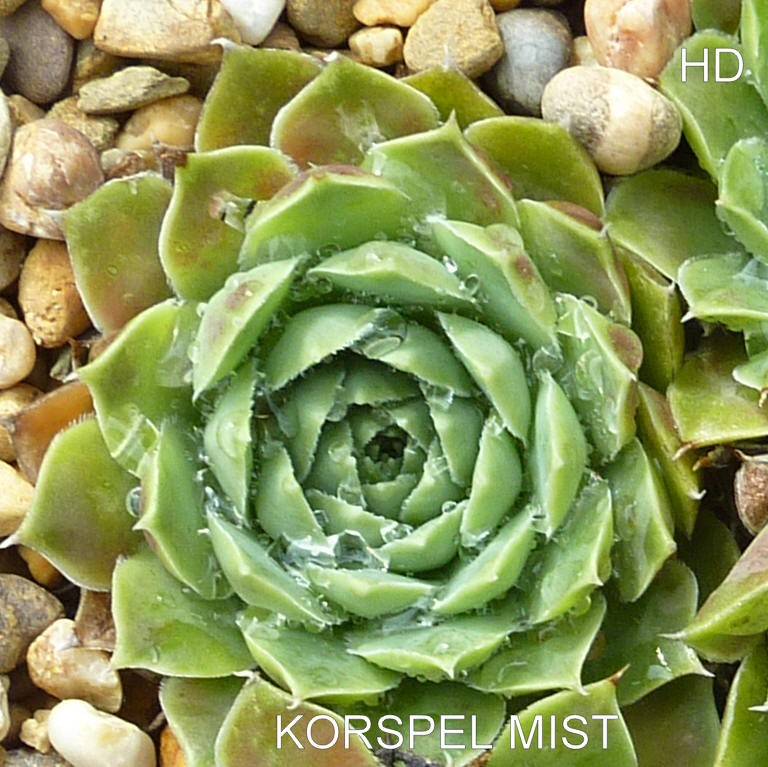 Korspel Mist / Jovi