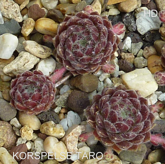 Korspelse Taro