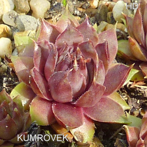 Kumrovec
