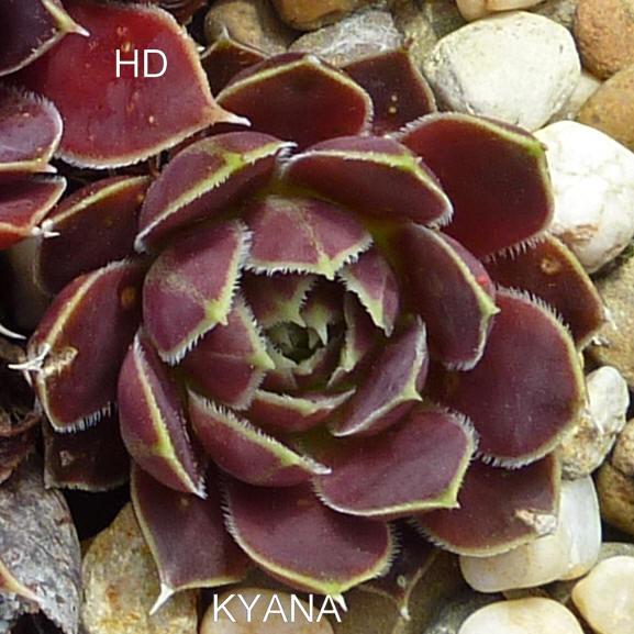 Kyana / Jovi