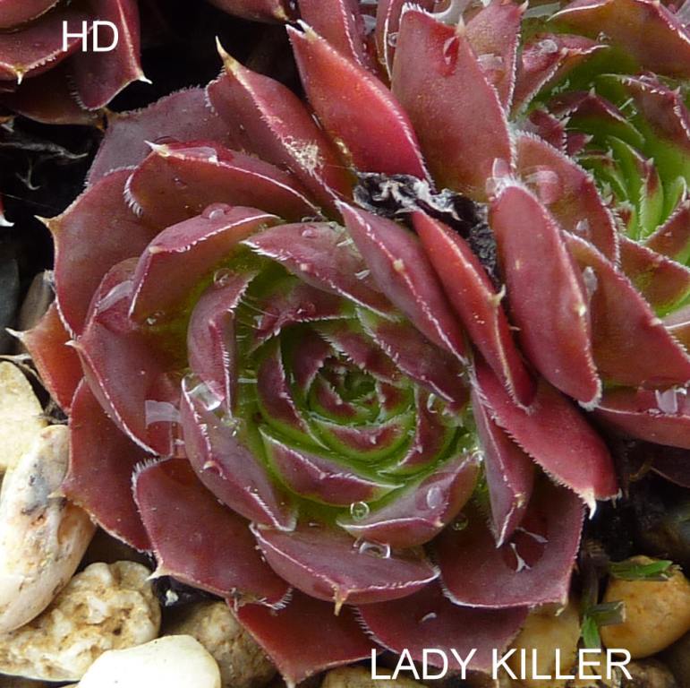 Lady Killer / Jovi