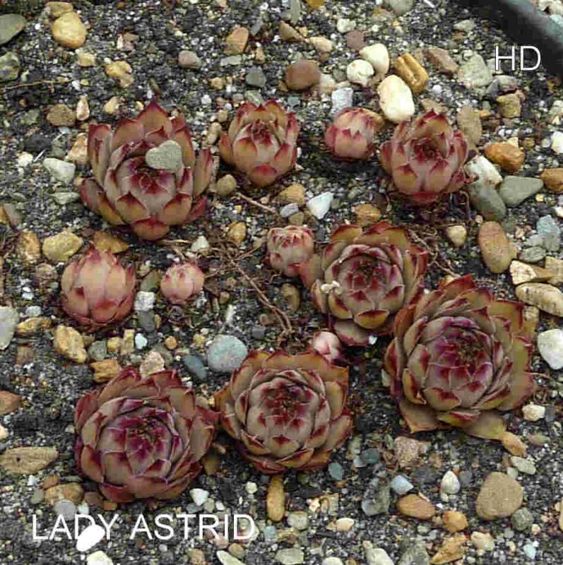 Lady Astrid