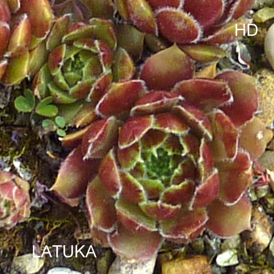 Latuka