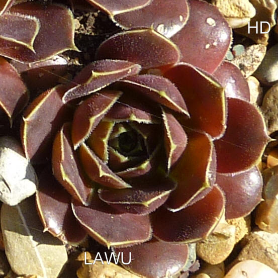 Lawu / Jovi