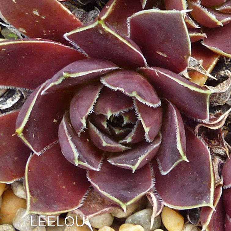 Leelou / Jovi