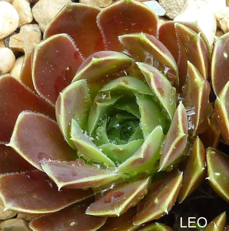 Leo / Jovi