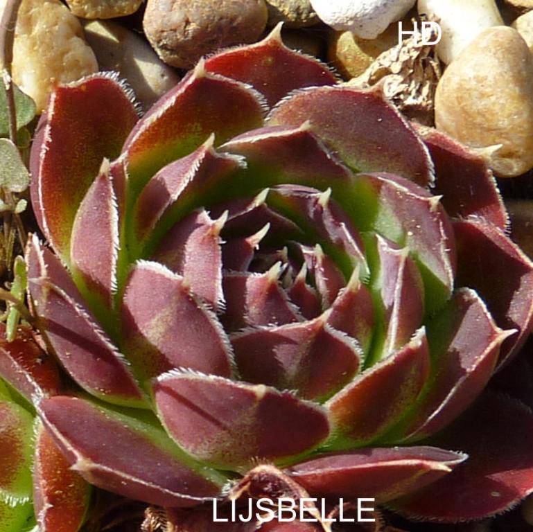 Lijsbelle / Jovi