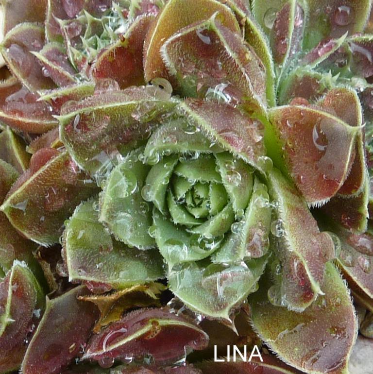 Lina / Jovi