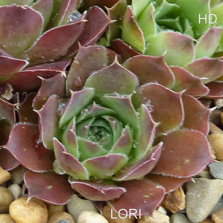 Lori / Jovi
