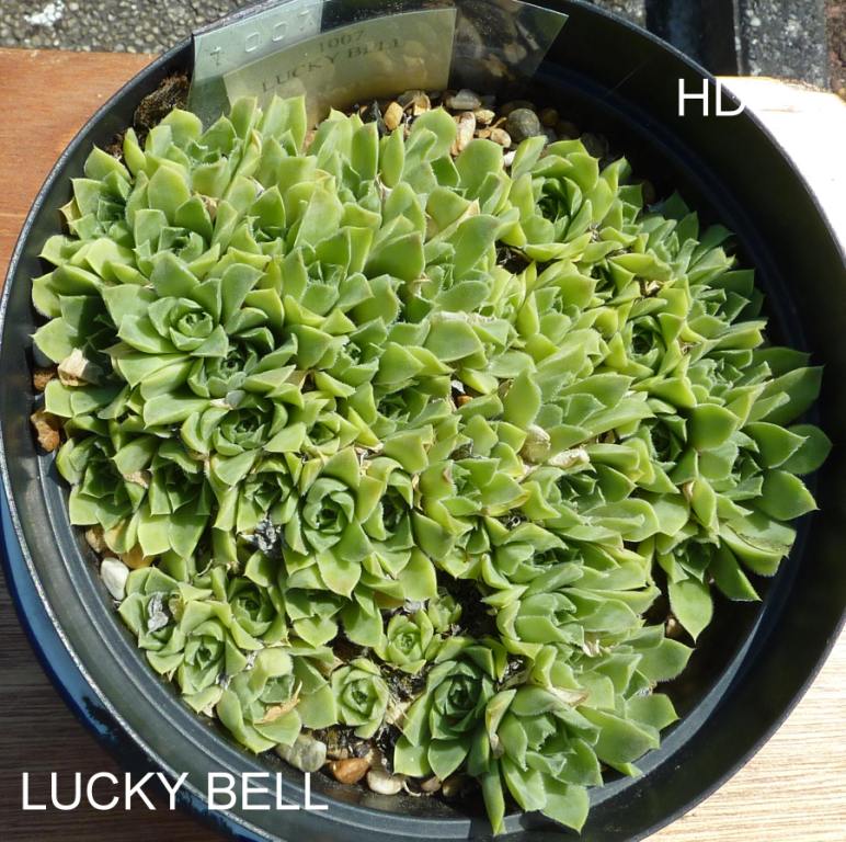 Lucky Bell / Jovi