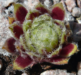 Korspel Beauty