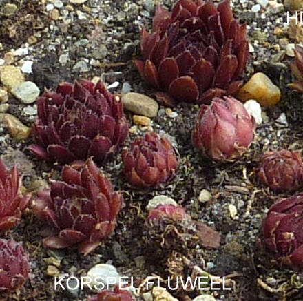 Korspel Fluweel