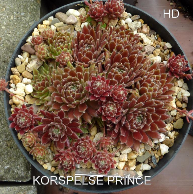 Korspelse Prince