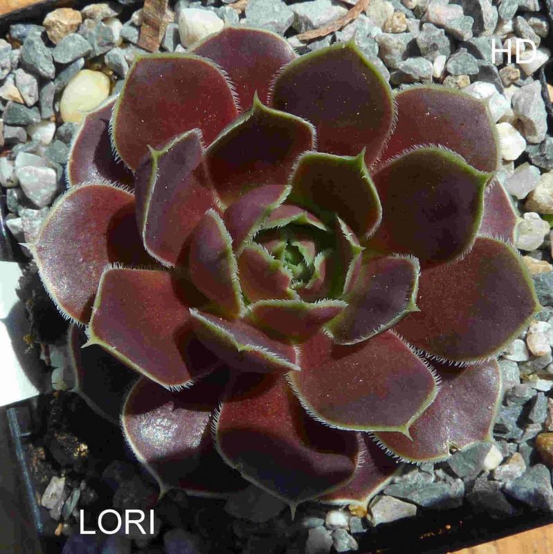 Lori / Jovi